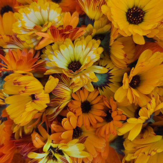 Organic Calendula - Metchosin Farm Seeds