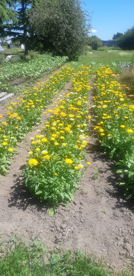 Calendula Sweet Sunrise Mix - Saanich Organics