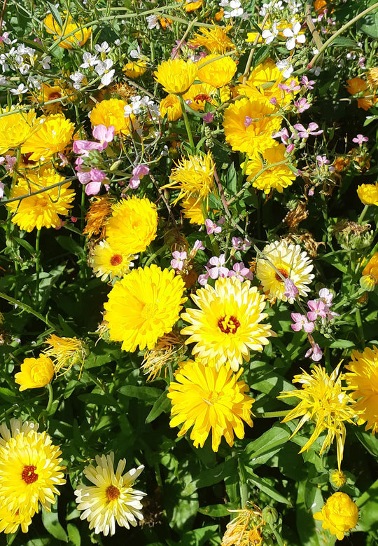 Calendula Sweet Sunrise Mix - Saanich Organics
