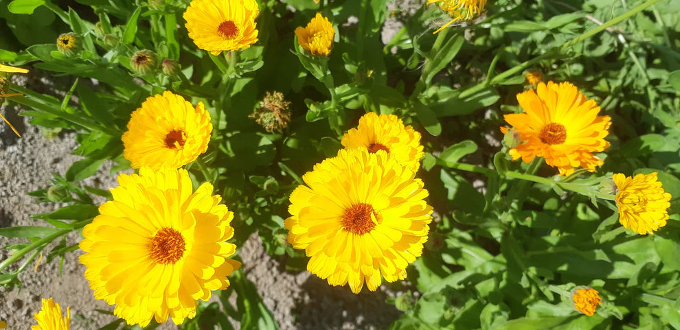 Calendula Sweet Sunrise Mix - Saanich Organics