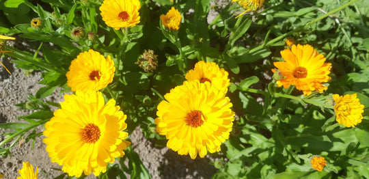 Calendula Sweet Sunrise Mix - Saanich Organics