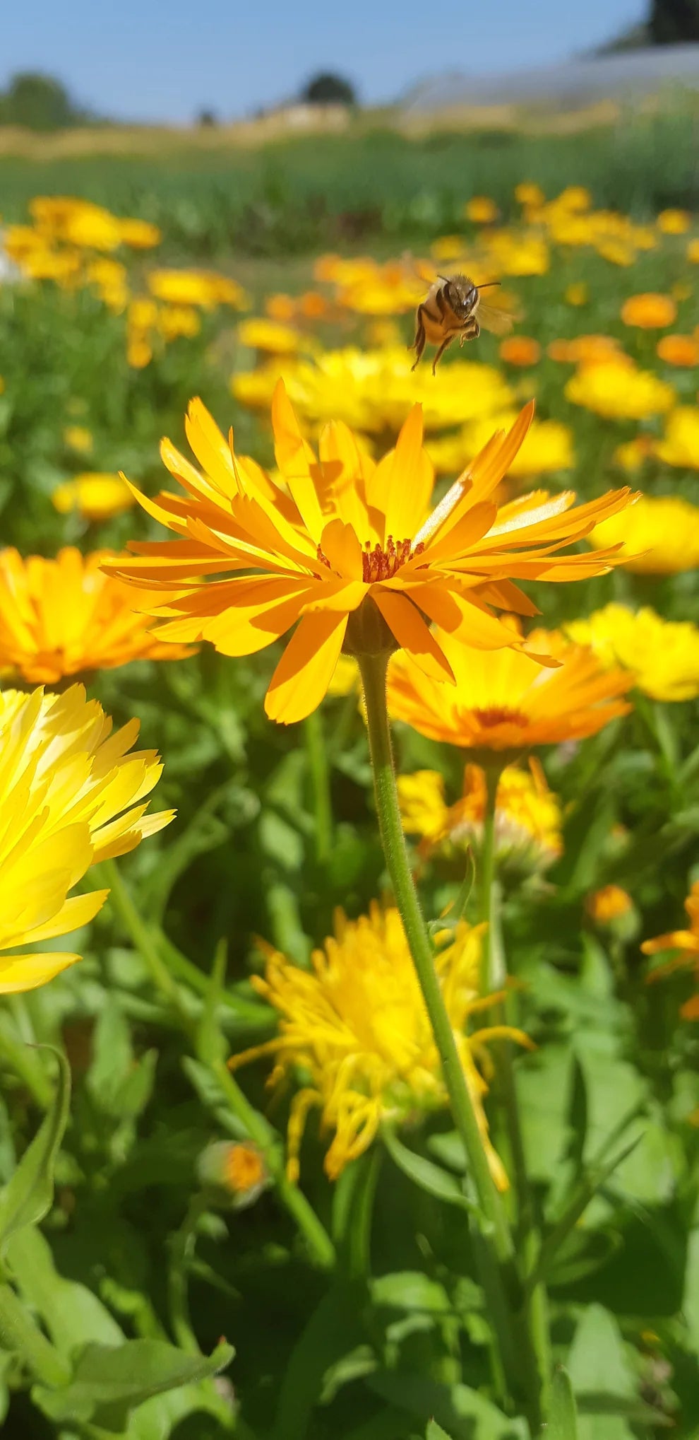 Calendula Sweet Sunrise Mix - Saanich Organics