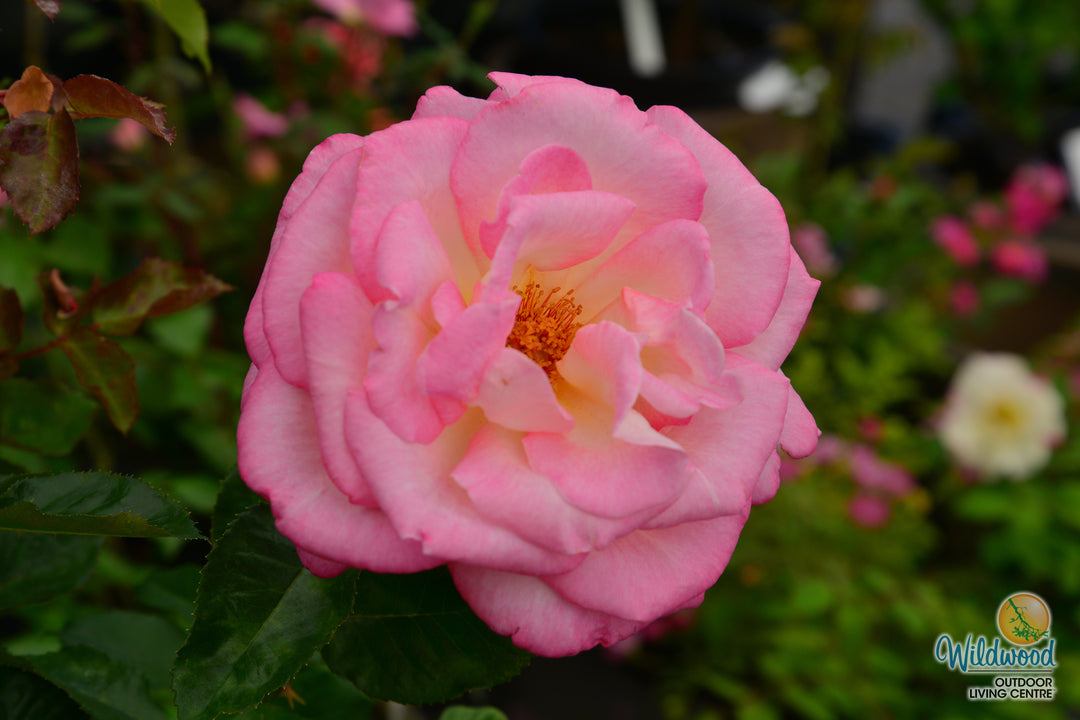 California Dreamin™ - Star Roses and Plants