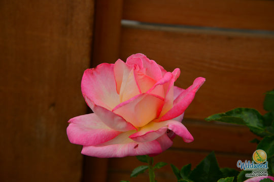 California Dreamin™ - Star Roses and Plants