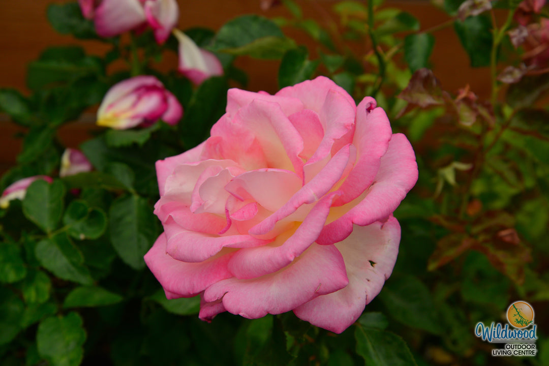 California Dreamin™ - Star Roses and Plants