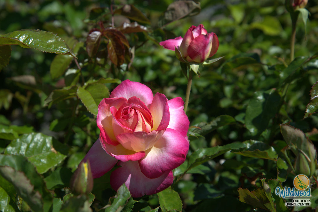 California Dreamin™ - Star Roses and Plants