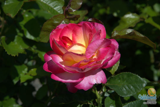 California Dreamin™ - Star Roses and Plants
