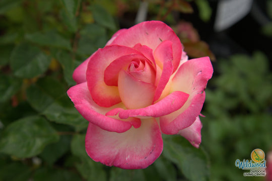 California Dreamin™ - Star Roses and Plants