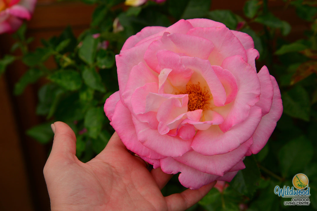 California Dreamin™ - Star Roses and Plants