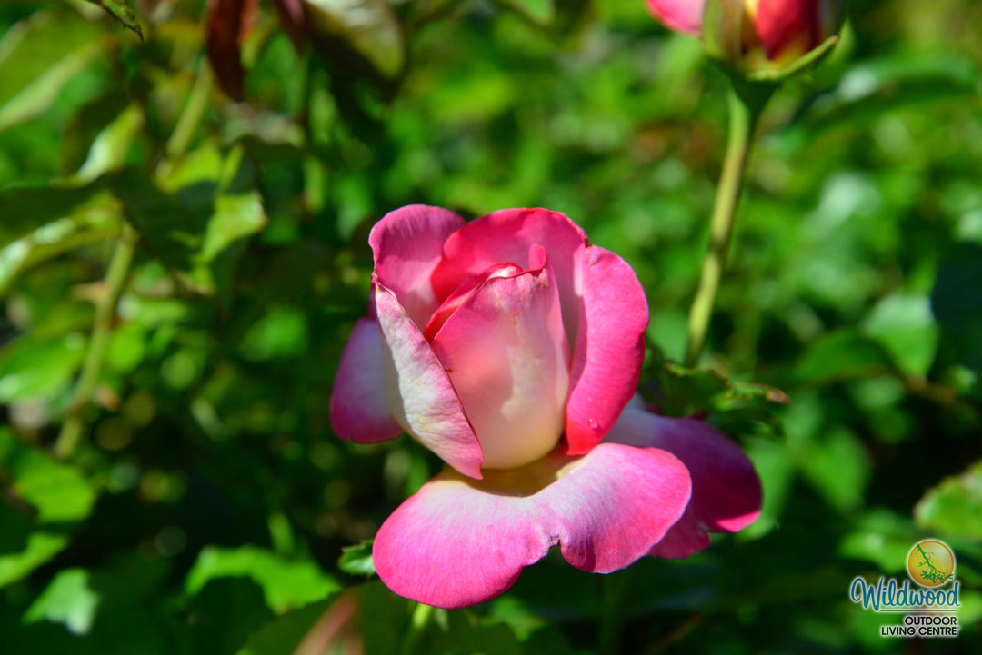 California Dreamin™ - Star Roses and Plants