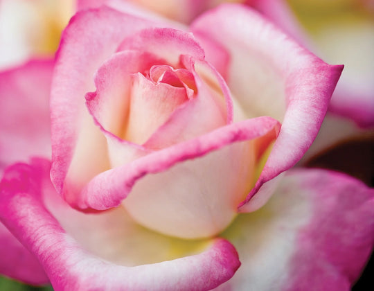 California Dreamin™ - Star Roses and Plants
