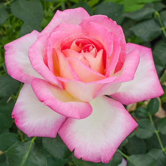 California Dreamin™ - Star Roses and Plants
