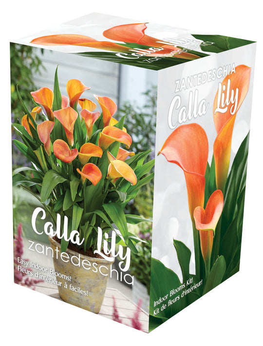 Calla Indoor Gift Kit