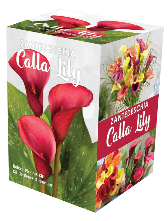 Calla Indoor Gift Kit