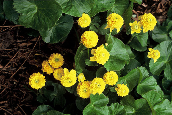 Marsh Marigold - Plena, 1 Pack
