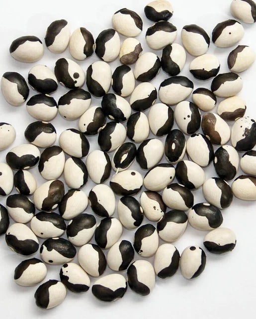 Bean Calypso Bulk - West Coast Seeds