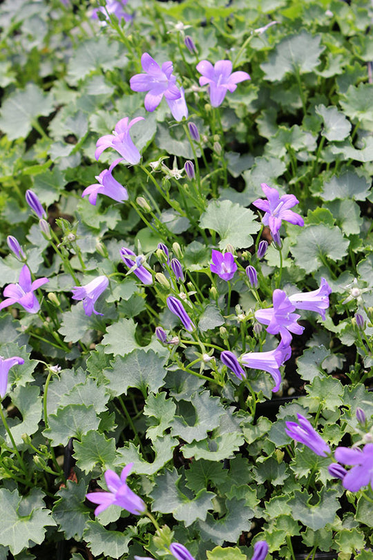 Campanula - Birch Hybrid, 1 pack