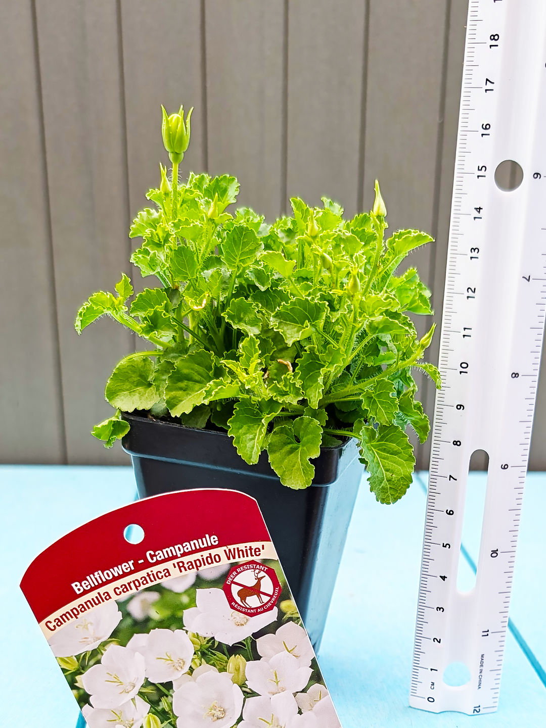 CampanulaCarpatica_RapidoWhite