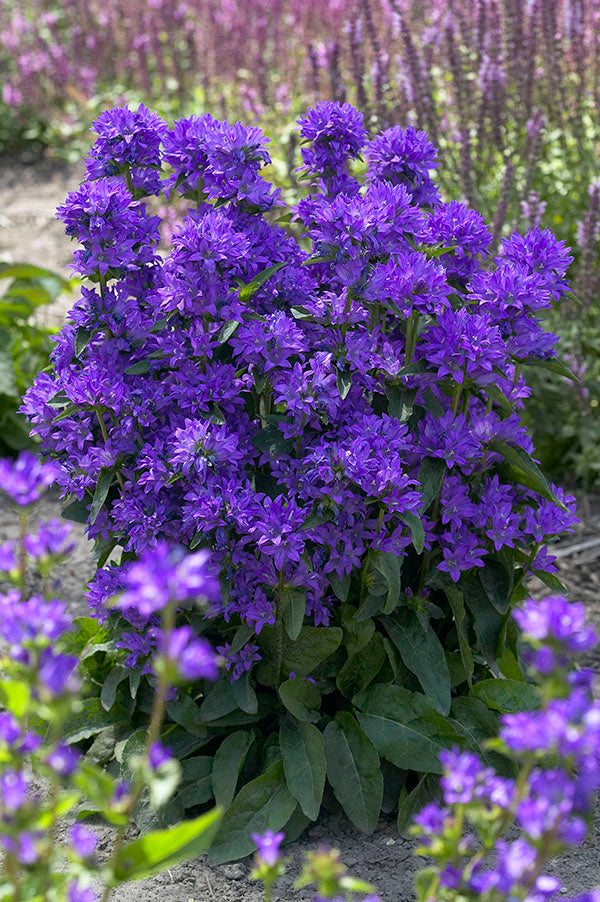 Campanula - Freya, 1 Pack