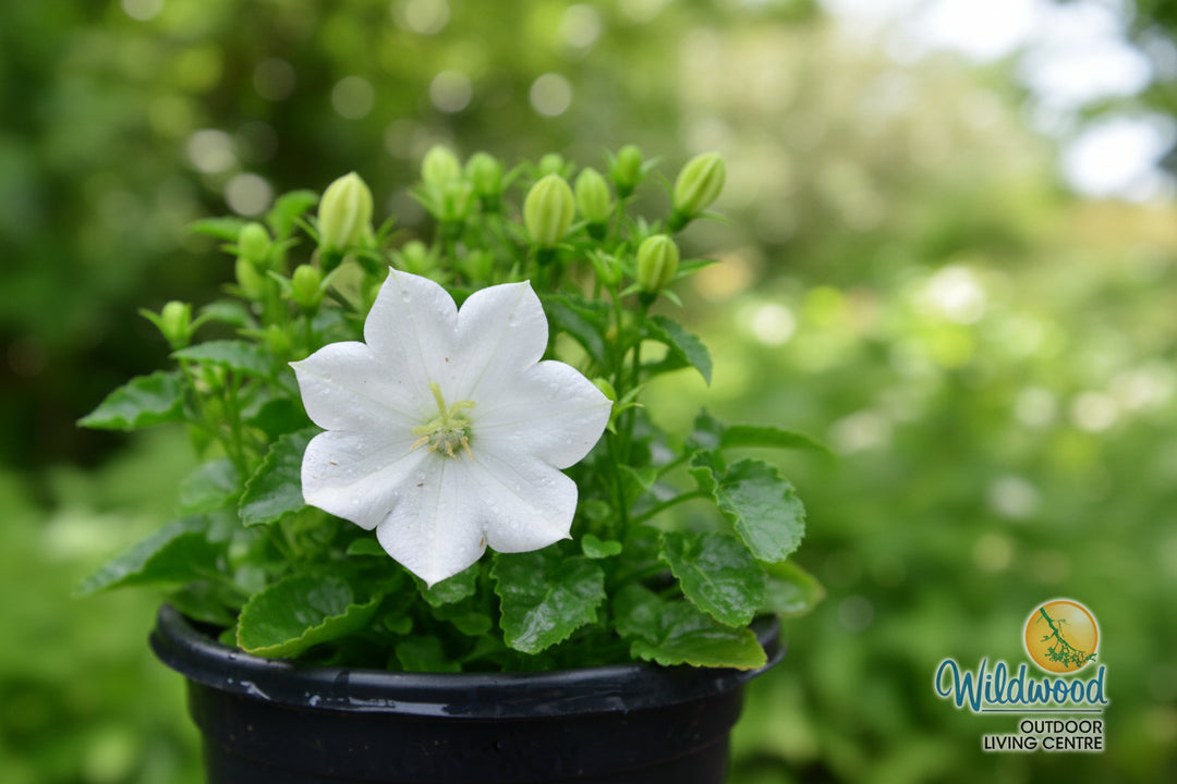 Campanula - Rapido White, 1 Pack