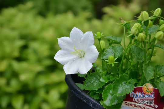 Campanula - Rapido White, 1 Pack