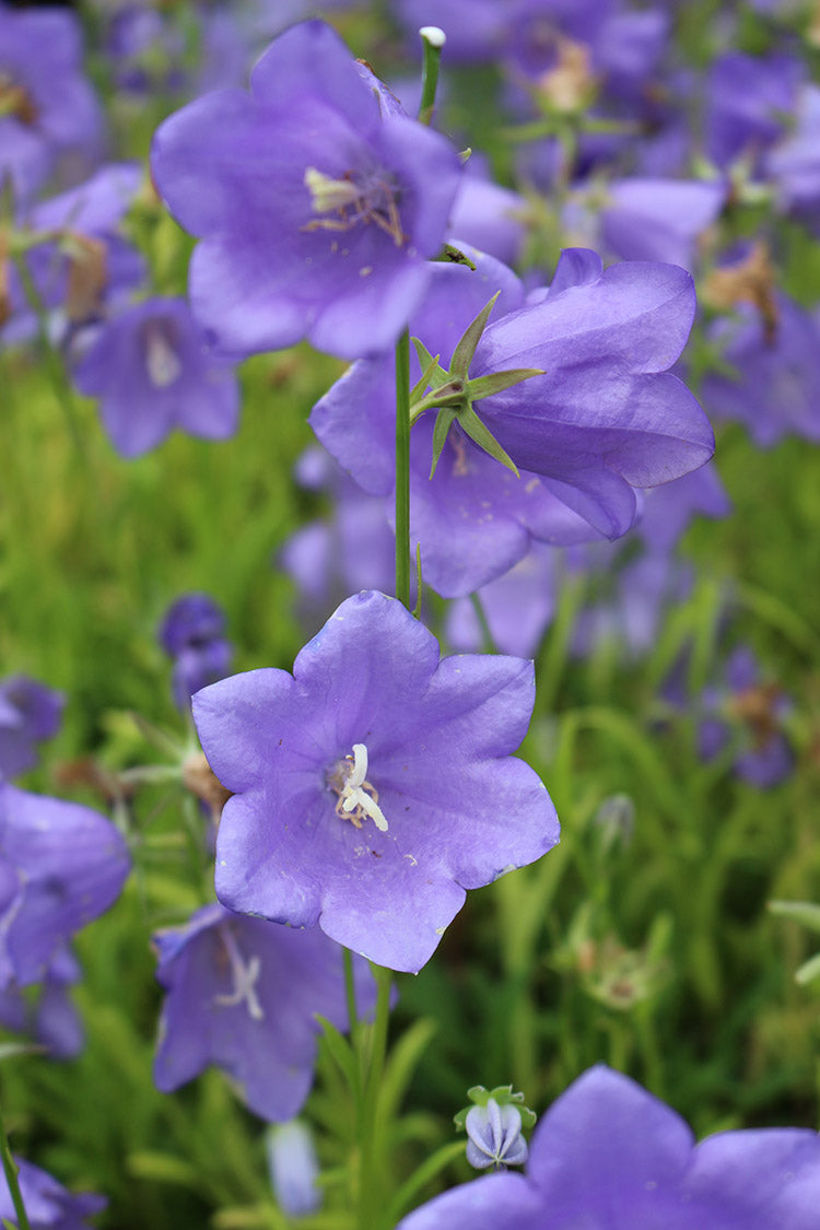 Campanula - Takion Blue, 1 Pack