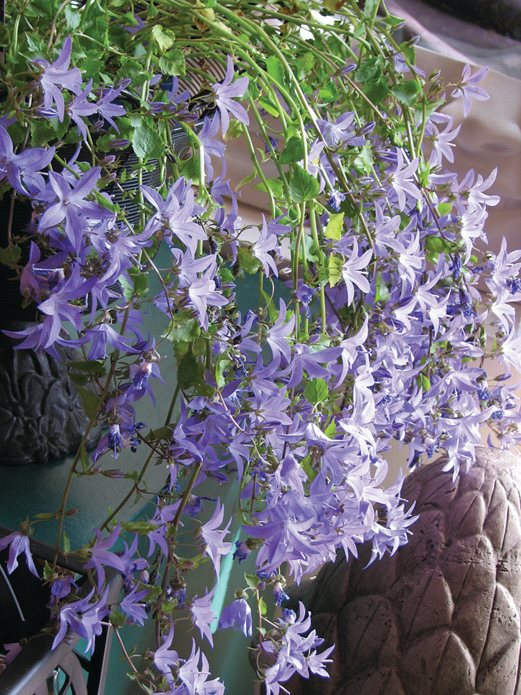 Campanula - Blue Waterfall, 1 Pack