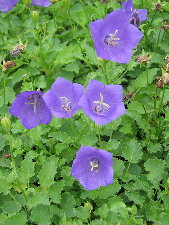 Campanula - Blue Clips, 1 pack