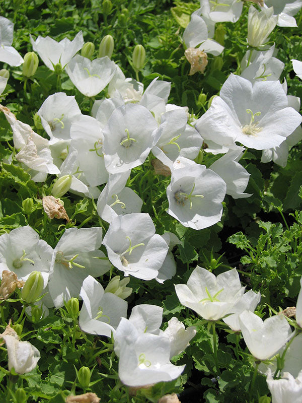 Campanula - White Clips, 1 Pack