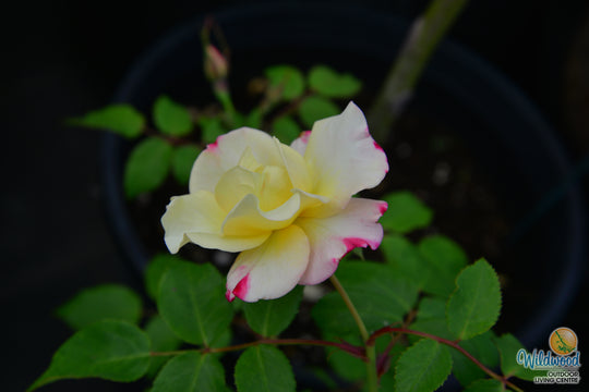 Campfire - Cold Hardy Rose