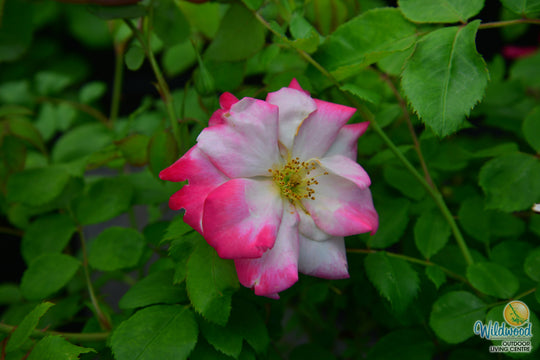 Campfire - Cold Hardy Rose