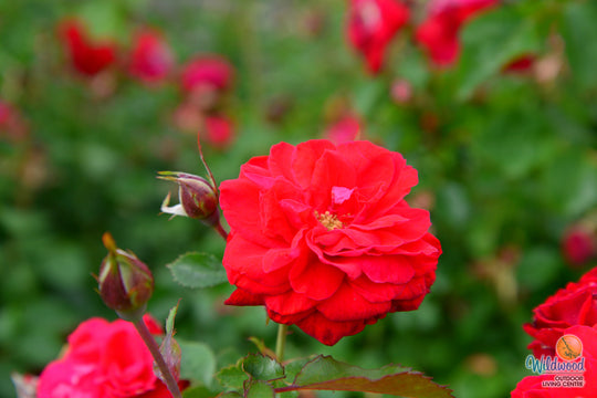 Canadian Shield - Cold Hardy Rose