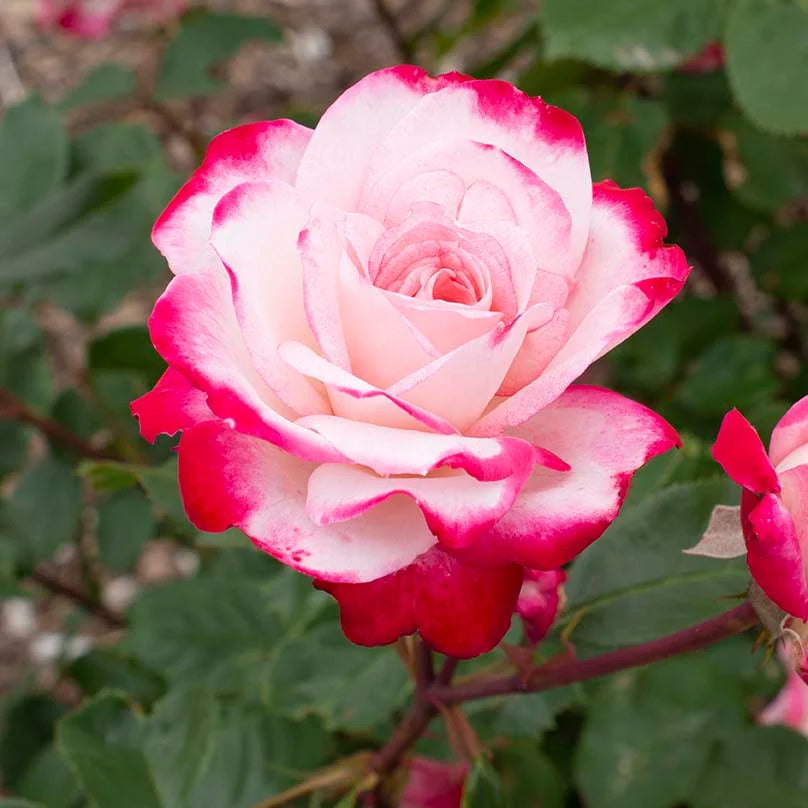 Candy Cane Cocktail™ - Star Roses and Plants