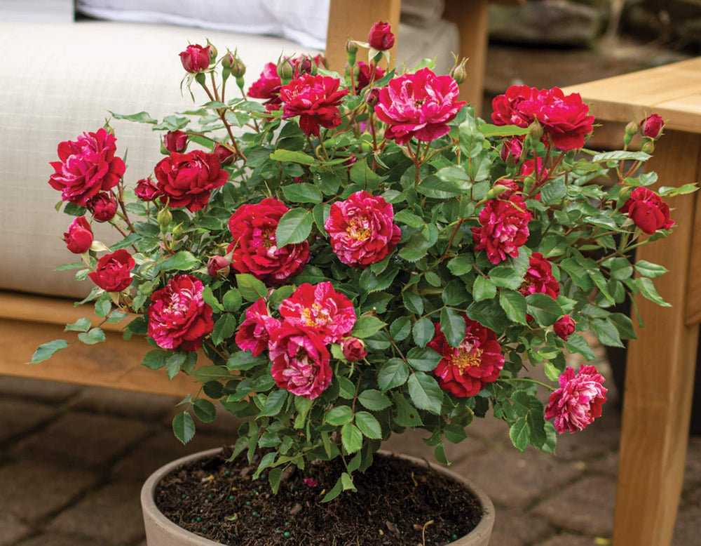 Sunblaze Candy - Star Roses and Plants