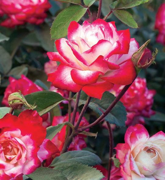 Candy Cane Cocktail™ - Star Roses and Plants