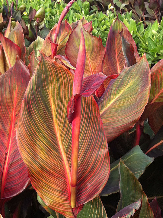 Canna Variegated Leaf - Durban