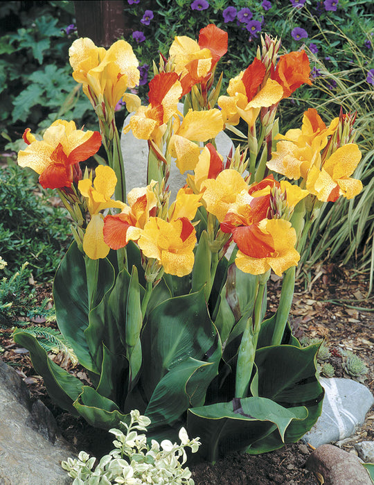 Canna Variegated Leaf - Cleopatra