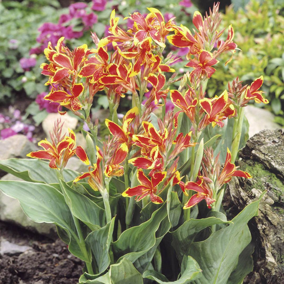 Canna, Dwarf Greenleaf - Lucifer