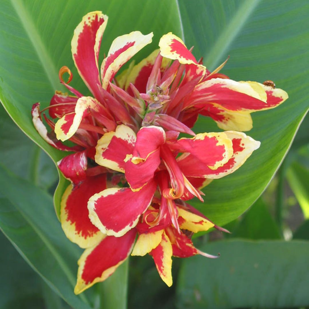 Canna, Dwarf Greenleaf - Lucifer