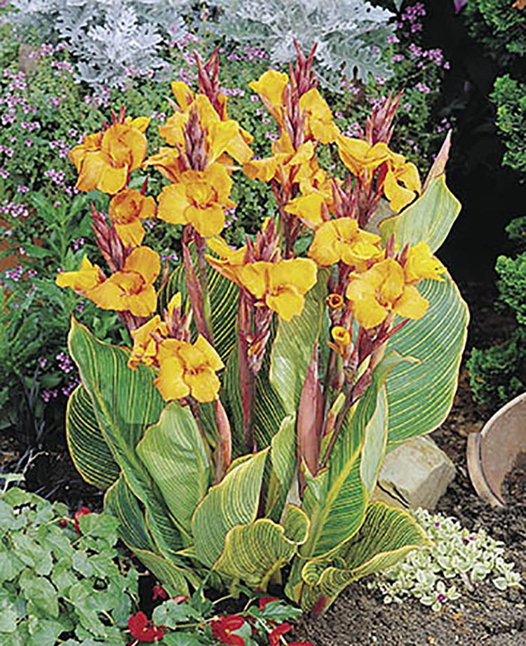 Canna, Variegated Leaf - Pretoria