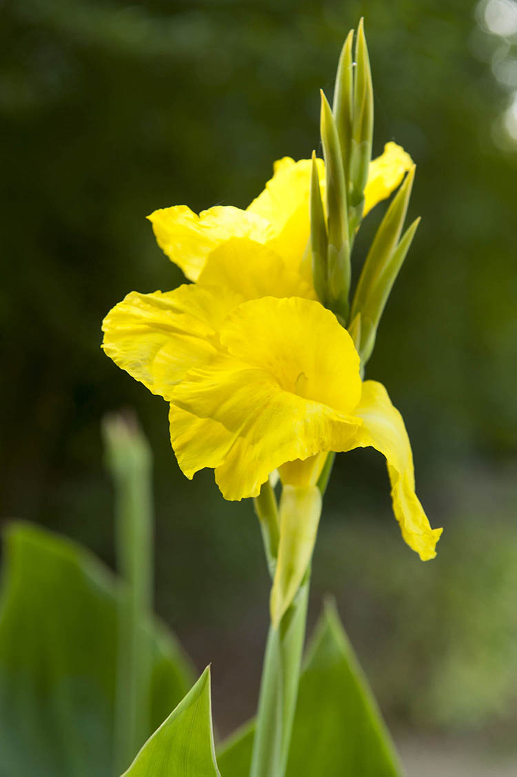 Canna, Greenleaf - Richard Wallace