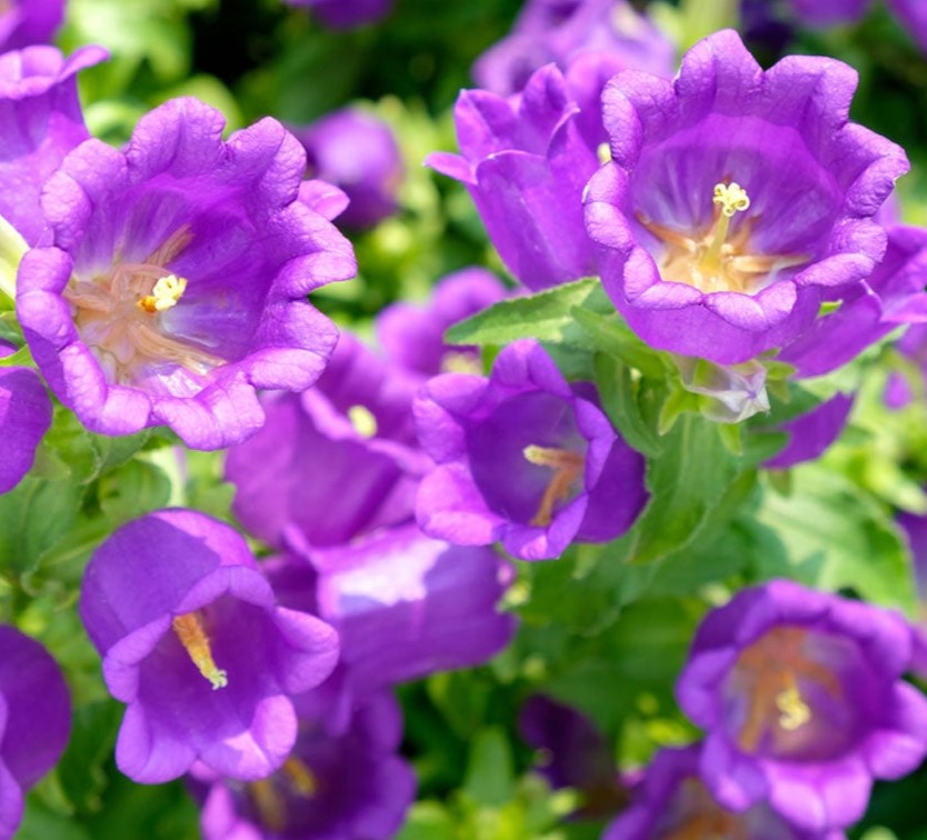 Canterbury Bells, Single - Pacific Northwest Seeds