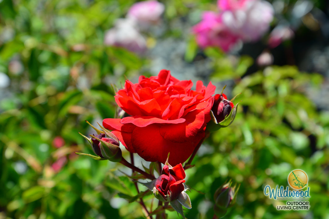 Canyon Road™ - Star Roses and Plants
