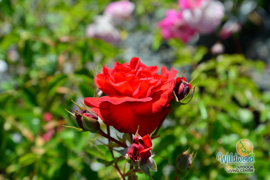 Canyon Road™ - Star Roses and Plants