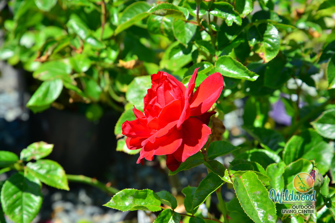 Canyon Road™ - Star Roses and Plants