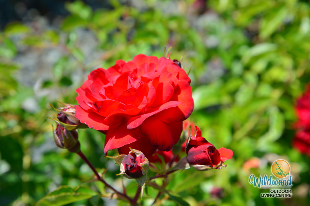 Canyon Road™ - Star Roses and Plants