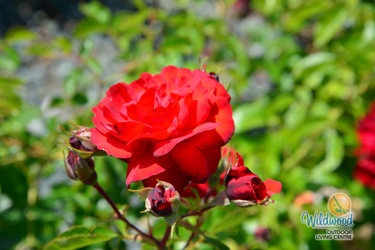 Canyon Road™ - Star Roses and Plants