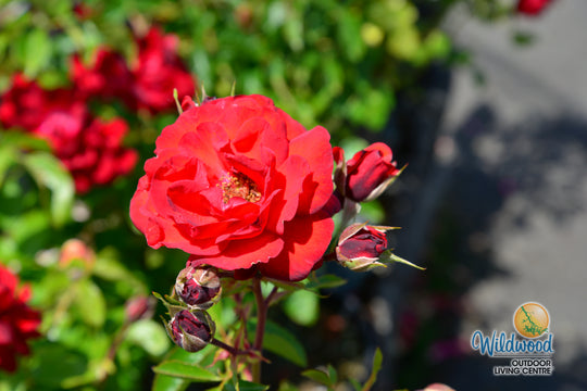 Canyon Road™ - Star Roses and Plants