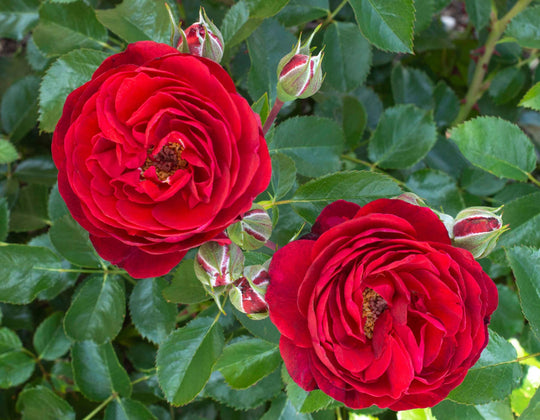 Canyon Road™ - Star Roses and Plants