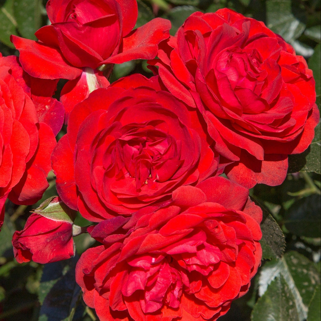 Canyon Road™ - Star Roses and Plants